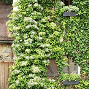 Hydrangea Petiolaris Climbing